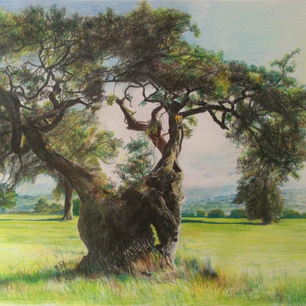 Gordon M Scott - Morning Sentinels