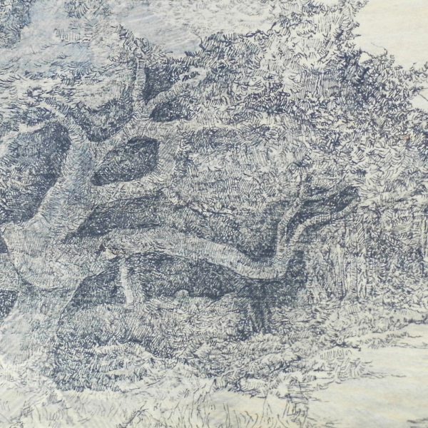 Jayne Stokes - Twisted Pine, Yellowcraigs