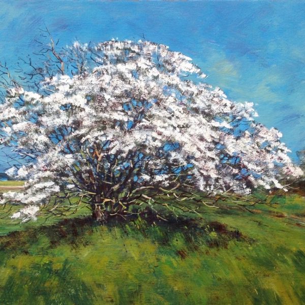 May Blossom, Saltcoats, Gullane