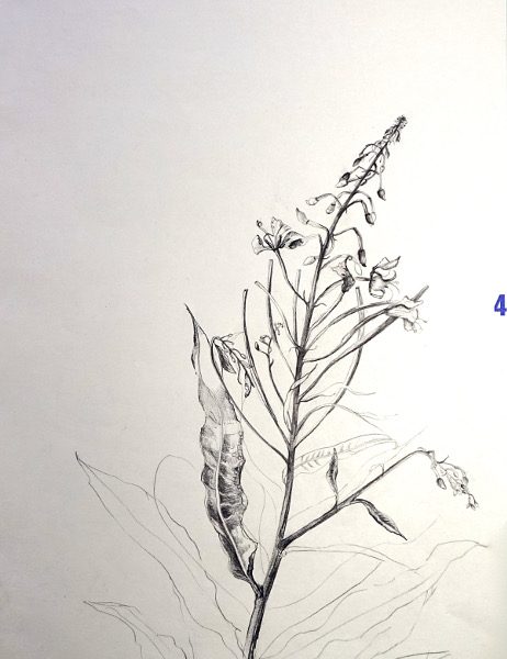 Sandra Collins - Rosebay Willowherb Two